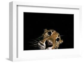 Jaguar at night, portrait, La Papalota, Mexico-Alejandro Prieto-Framed Photographic Print