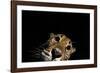 Jaguar at night, portrait, La Papalota, Mexico-Alejandro Prieto-Framed Photographic Print