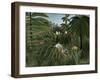 'Jaguar attacking a Horse', 1910-Henri Rousseau-Framed Giclee Print