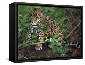 Jaguar, Belize-Lynn M^ Stone-Framed Stretched Canvas