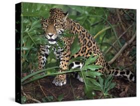 Jaguar, Belize-Lynn M^ Stone-Stretched Canvas