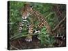 Jaguar, Belize-Lynn M^ Stone-Stretched Canvas