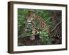 Jaguar, Belize-Lynn M^ Stone-Framed Premium Photographic Print