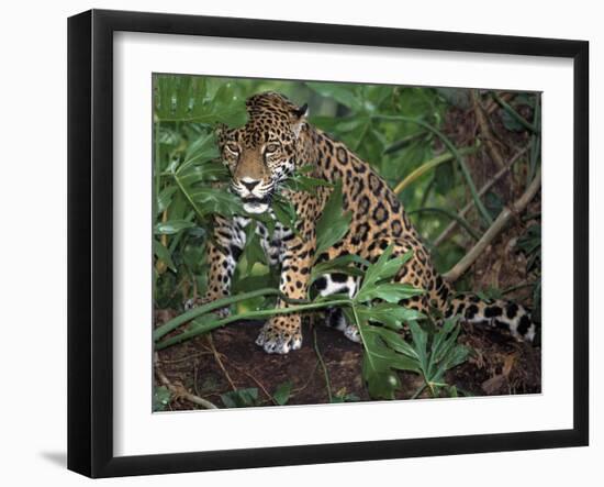 Jaguar, Belize-Lynn M^ Stone-Framed Premium Photographic Print