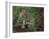 Jaguar, Belize-Lynn M^ Stone-Framed Premium Photographic Print