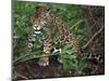 Jaguar, Belize-Lynn M^ Stone-Mounted Premium Photographic Print