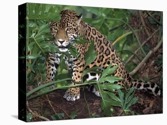 Jaguar, Belize-Lynn M^ Stone-Stretched Canvas