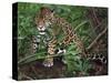 Jaguar, Belize-Lynn M^ Stone-Stretched Canvas