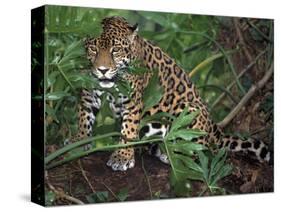 Jaguar, Belize-Lynn M^ Stone-Stretched Canvas