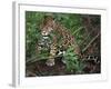 Jaguar, Belize-Lynn M^ Stone-Framed Photographic Print