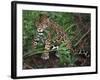 Jaguar, Belize-Lynn M^ Stone-Framed Photographic Print