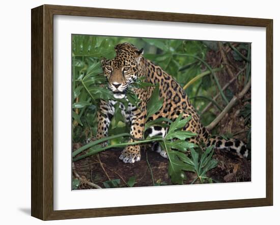 Jaguar, Belize-Lynn M^ Stone-Framed Photographic Print