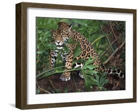 Jaguar, Belize-Lynn M^ Stone-Framed Photographic Print