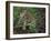 Jaguar, Belize-Lynn M^ Stone-Framed Photographic Print