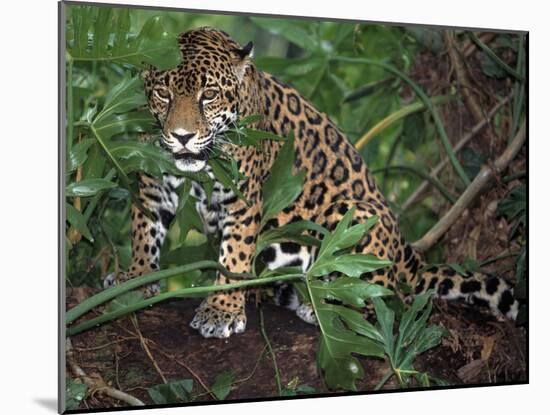 Jaguar, Belize-Lynn M^ Stone-Mounted Photographic Print