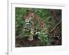 Jaguar, Belize-Lynn M^ Stone-Framed Photographic Print