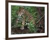 Jaguar, Belize-Lynn M^ Stone-Framed Photographic Print