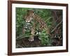 Jaguar, Belize-Lynn M^ Stone-Framed Photographic Print