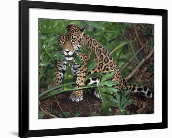 Jaguar, Belize-Lynn M^ Stone-Framed Photographic Print