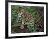 Jaguar, Belize-Lynn M^ Stone-Framed Photographic Print