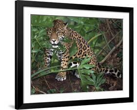 Jaguar, Belize-Lynn M^ Stone-Framed Photographic Print