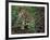 Jaguar, Belize-Lynn M^ Stone-Framed Photographic Print