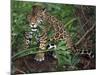 Jaguar, Belize-Lynn M^ Stone-Mounted Photographic Print