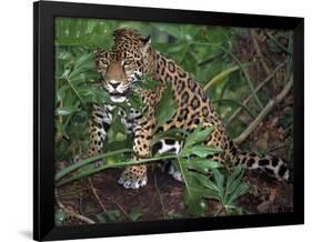 Jaguar, Belize-Lynn M^ Stone-Framed Photographic Print