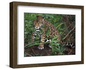 Jaguar, Belize-Lynn M^ Stone-Framed Photographic Print