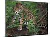 Jaguar, Belize-Lynn M^ Stone-Mounted Photographic Print