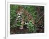 Jaguar, Belize-Lynn M^ Stone-Framed Photographic Print