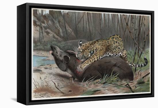Jaguar by Alfred Edmund Brehm-Stefano Bianchetti-Framed Stretched Canvas