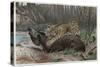 Jaguar by Alfred Edmund Brehm-Stefano Bianchetti-Stretched Canvas