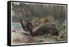 Jaguar by Alfred Edmund Brehm-Stefano Bianchetti-Framed Stretched Canvas