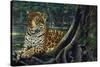 Jaguar by the River-Harro Maass-Stretched Canvas