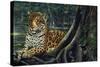 Jaguar by the River-Harro Maass-Stretched Canvas