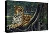 Jaguar by the River-Harro Maass-Stretched Canvas