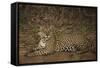 Jaguar Chilling along River-Joe McDonald-Framed Stretched Canvas