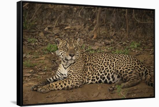 Jaguar Chilling along River-Joe McDonald-Framed Stretched Canvas