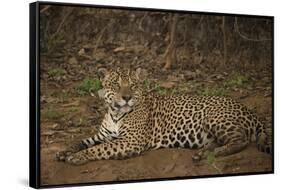 Jaguar Chilling along River-Joe McDonald-Framed Stretched Canvas