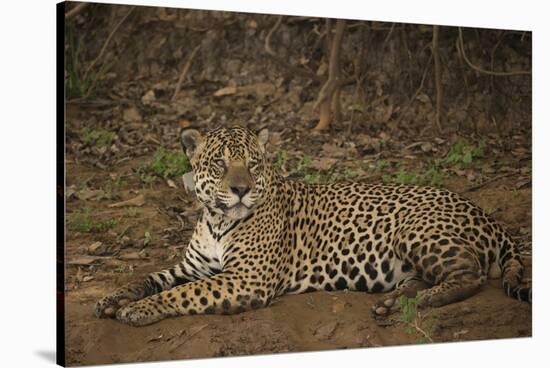 Jaguar Chilling along River-Joe McDonald-Stretched Canvas
