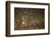 Jaguar Chilling along River-Joe McDonald-Framed Premium Photographic Print