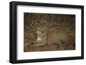 Jaguar Chilling along River-Joe McDonald-Framed Premium Photographic Print