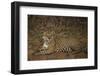 Jaguar Chilling along River-Joe McDonald-Framed Premium Photographic Print