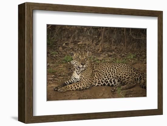 Jaguar Chilling along River-Joe McDonald-Framed Photographic Print