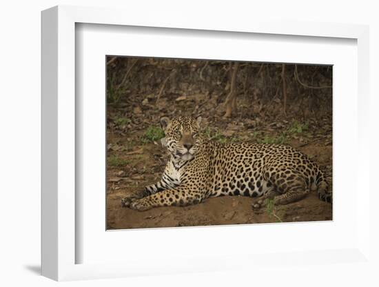 Jaguar Chilling along River-Joe McDonald-Framed Photographic Print