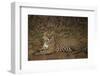 Jaguar Chilling along River-Joe McDonald-Framed Photographic Print