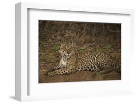 Jaguar Chilling along River-Joe McDonald-Framed Photographic Print