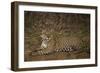 Jaguar Chilling along River-Joe McDonald-Framed Photographic Print