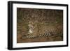 Jaguar Chilling along River-Joe McDonald-Framed Photographic Print